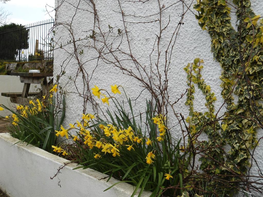 Harvest Home Guest House Tavistock  Exterior foto